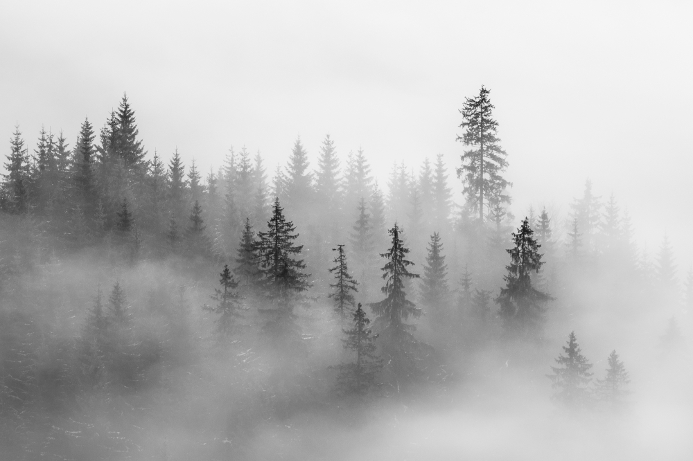 Елки в тумане