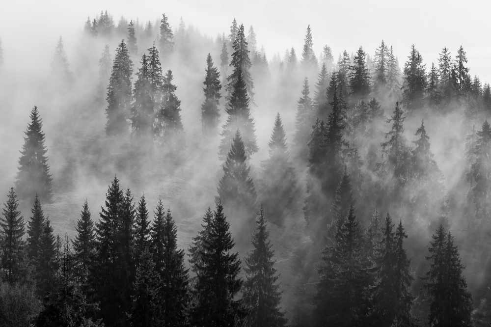 Туман в еловом лесу