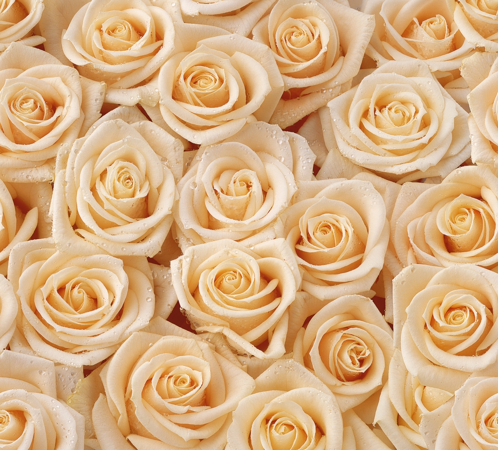 Белые розы с каплями воды