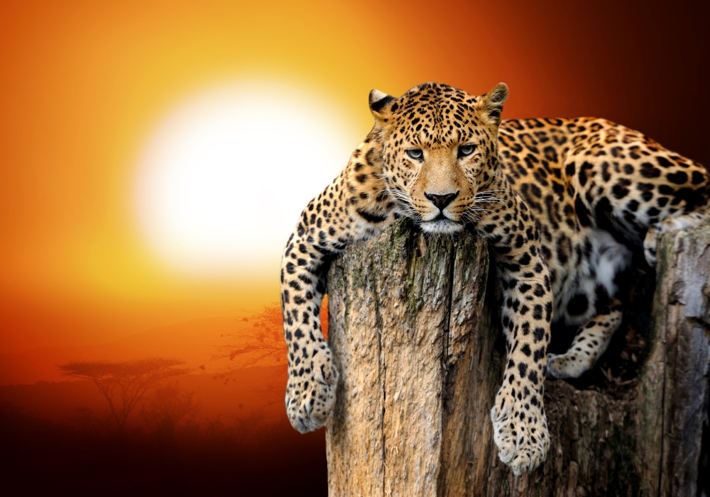 Леопард на закате