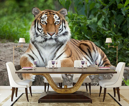 Тигр красавец в интерьере кухни с большим столом