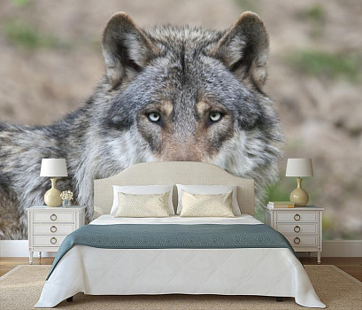Взгляд волка в интерьере спальни