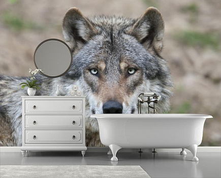 Взгляд волка в интерьере ванной