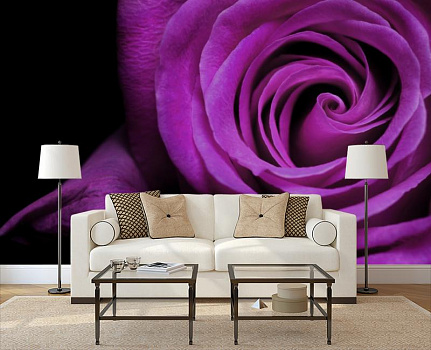 Фиалковая роза в интерьере гостиной с диваном