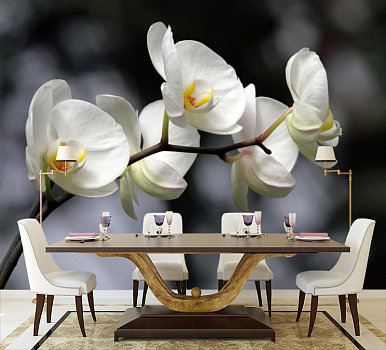 Нежная орхидея в интерьере кухни с большим столом