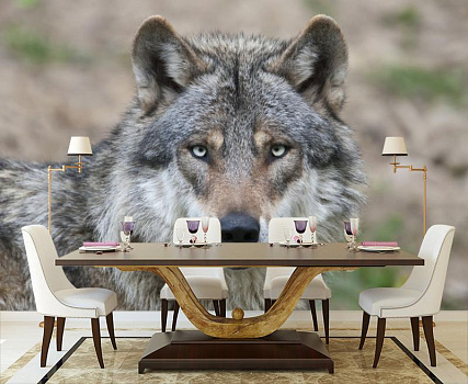 Взгляд волка в интерьере кухни с большим столом