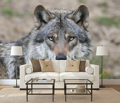 Взгляд волка в интерьере гостиной с диваном