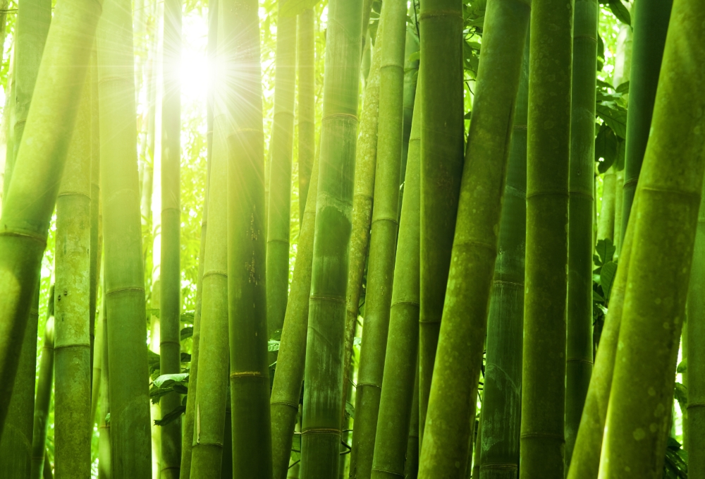 Светящийся бамбук