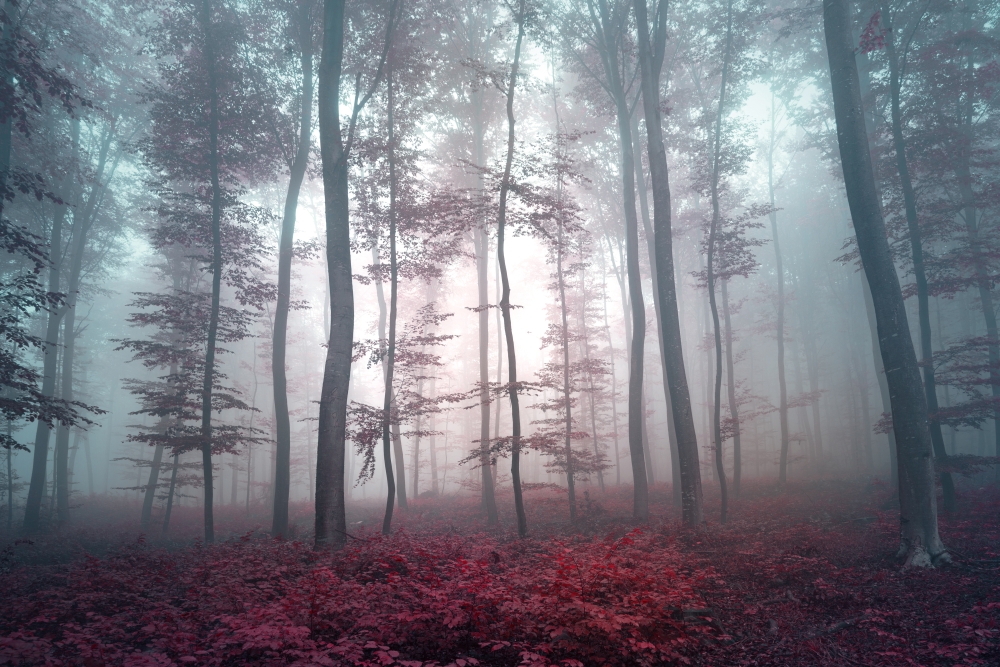 Лес в туманной дымке