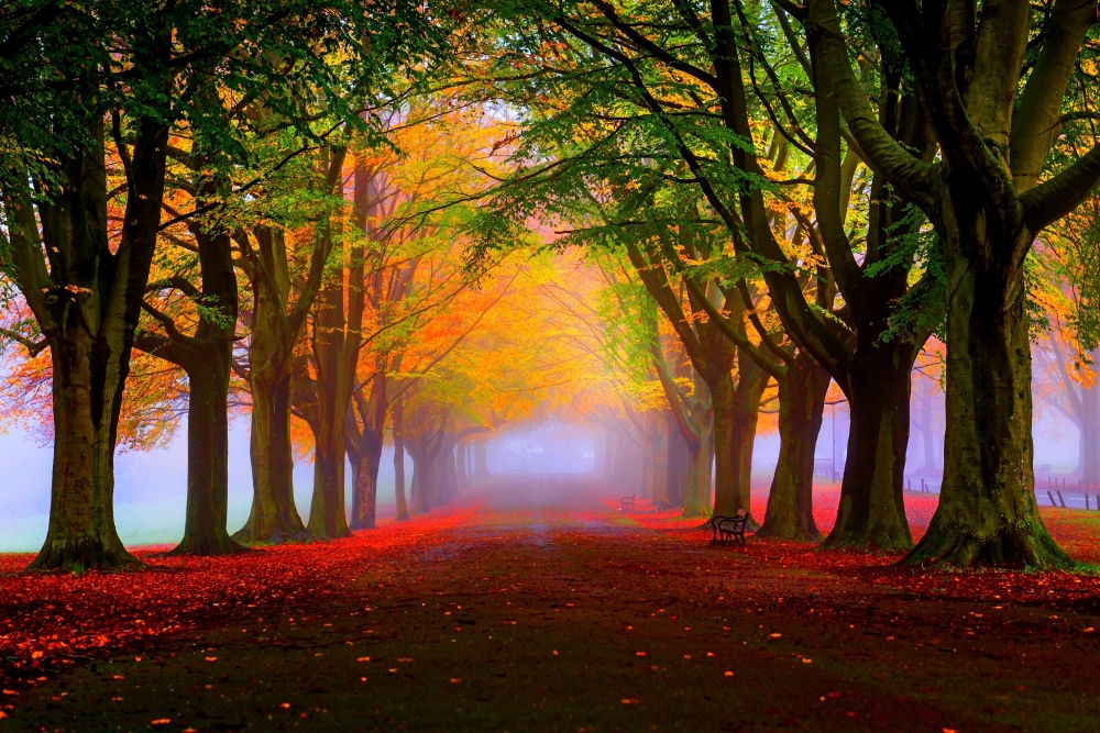 Красочный лес