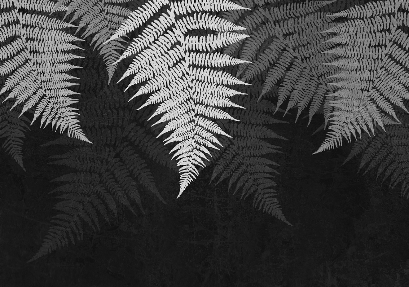 Tropics