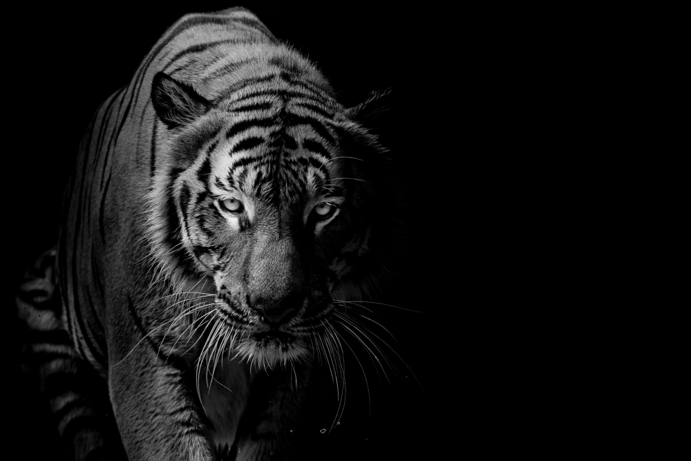 Тигр в темноте
