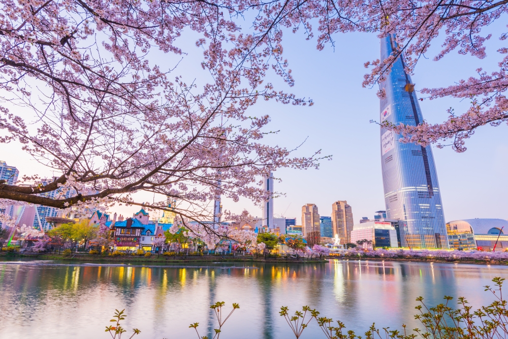 Цветущая сакура над городом