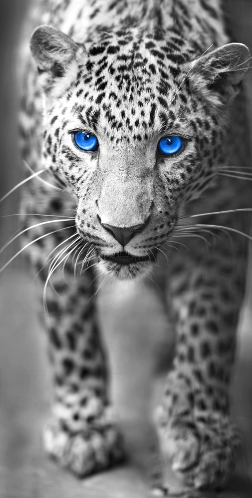 Голубоглазый леопард 