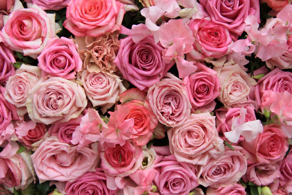 Многообразие роз