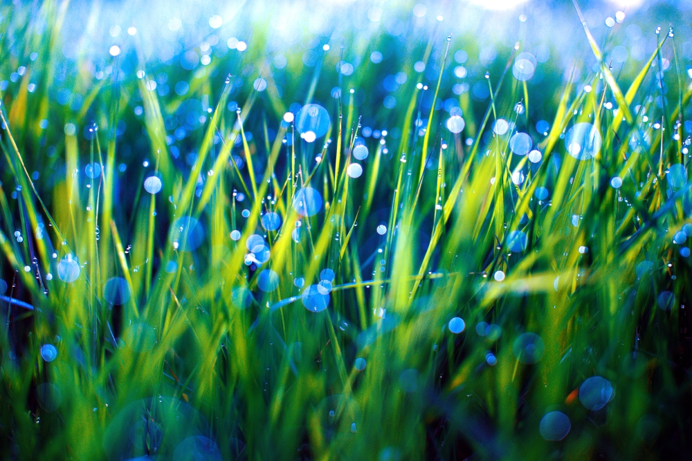 Зеленая трава в голубых бликах