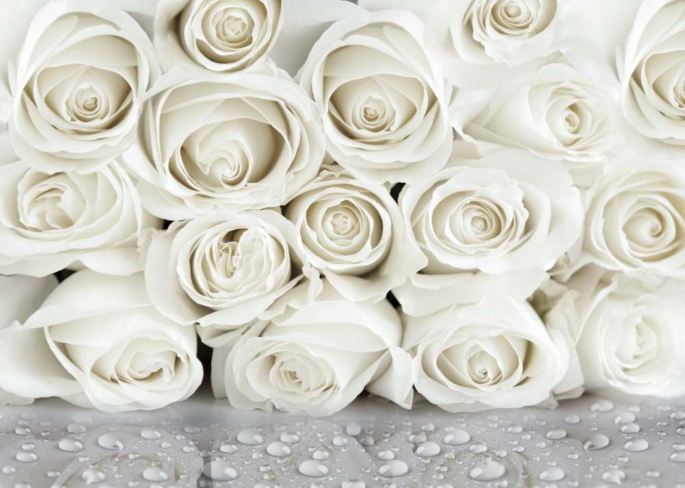 Белые розы 