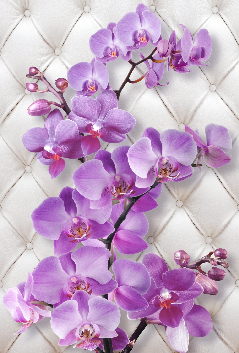 Фиалковая орхидея
