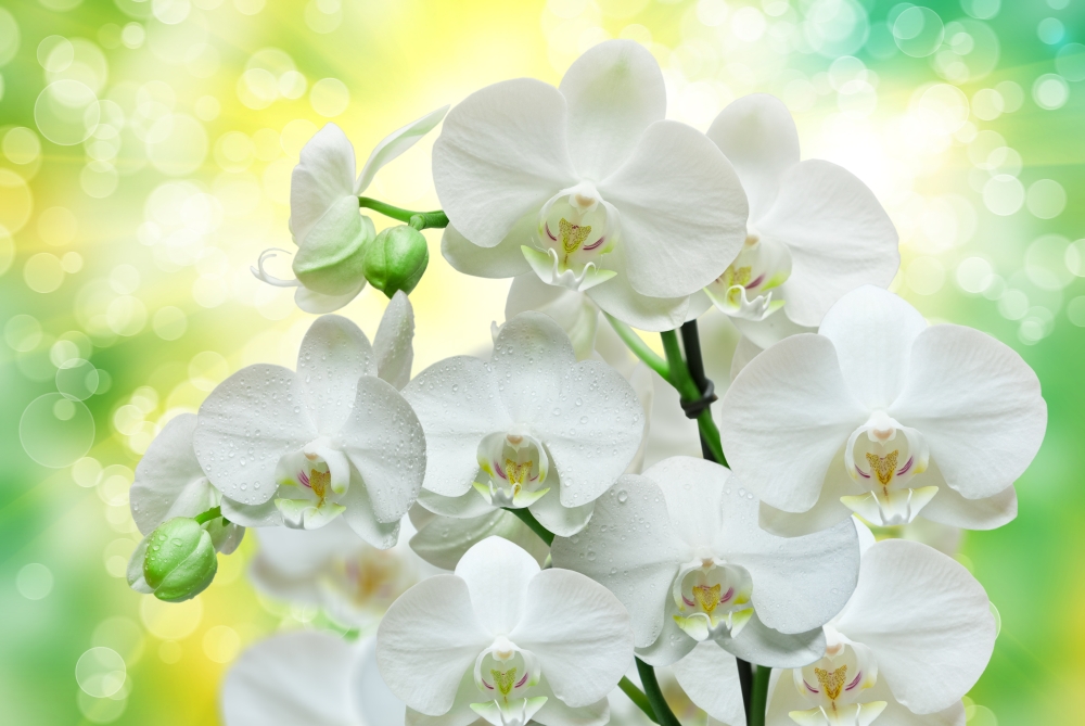 Букет из белых орхидей