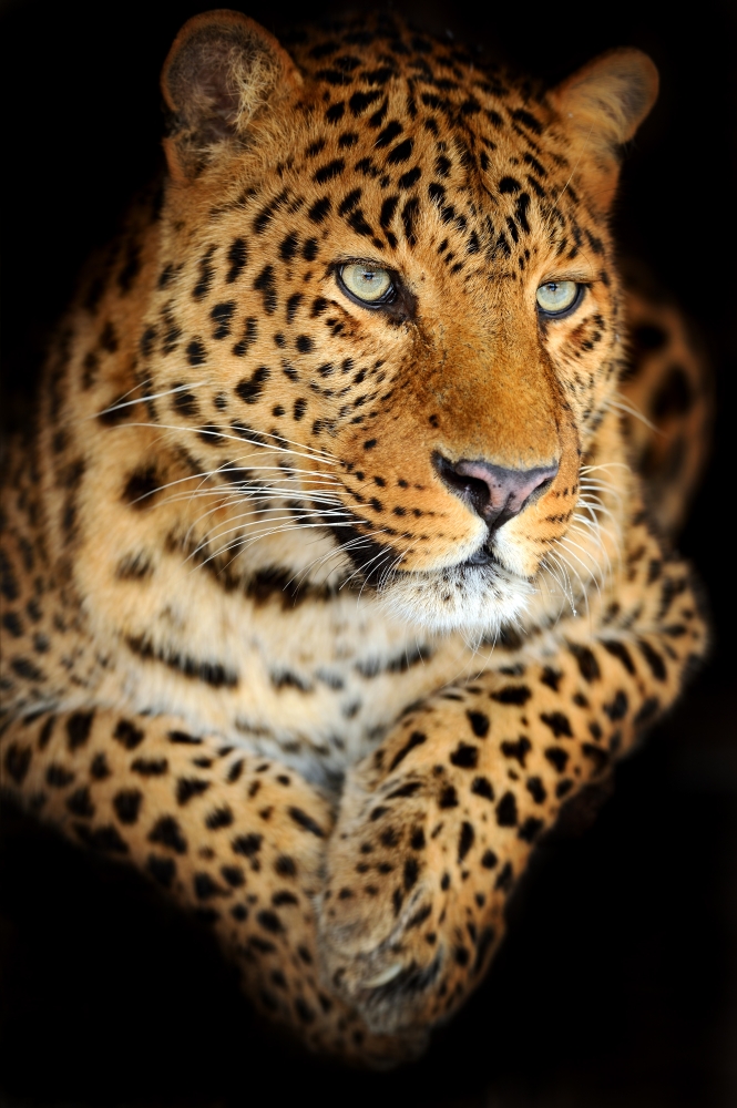 Задумчивый леопард