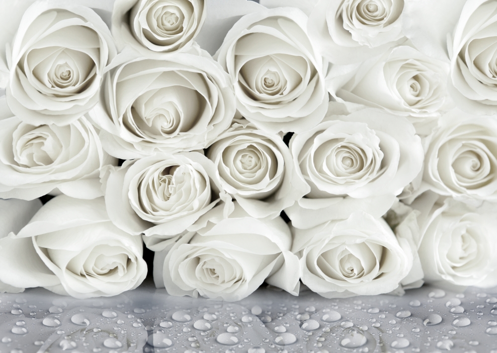 Бутоны белых роз с каплями воды 
