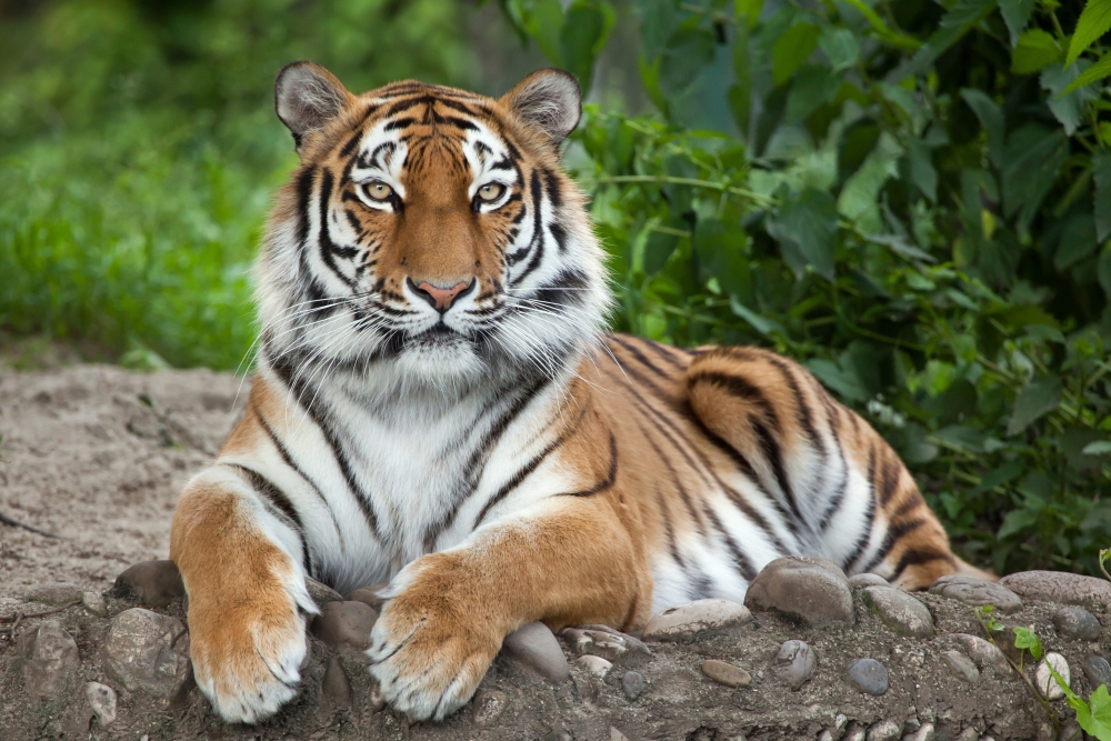 Тигр красавец