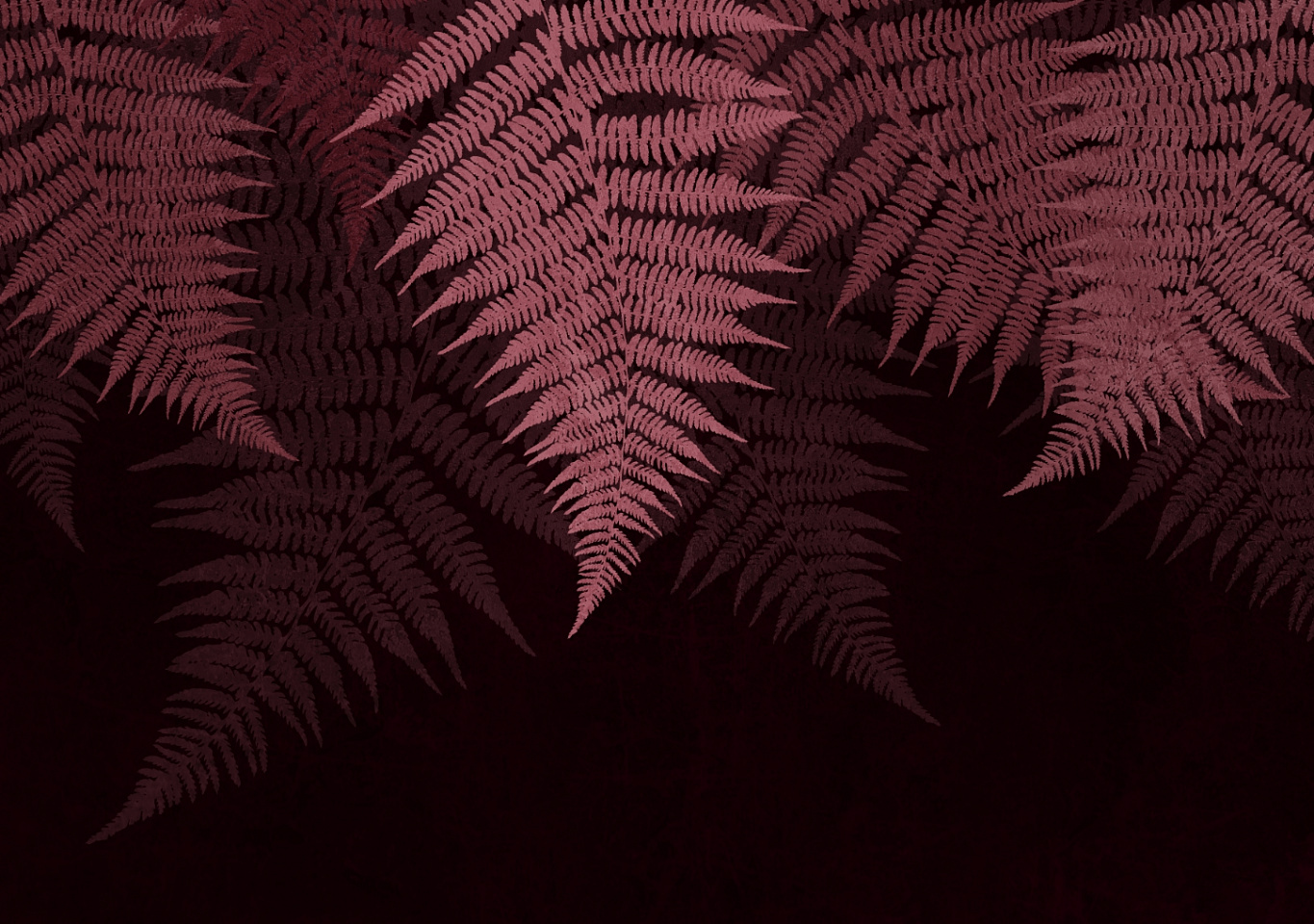 Tropics