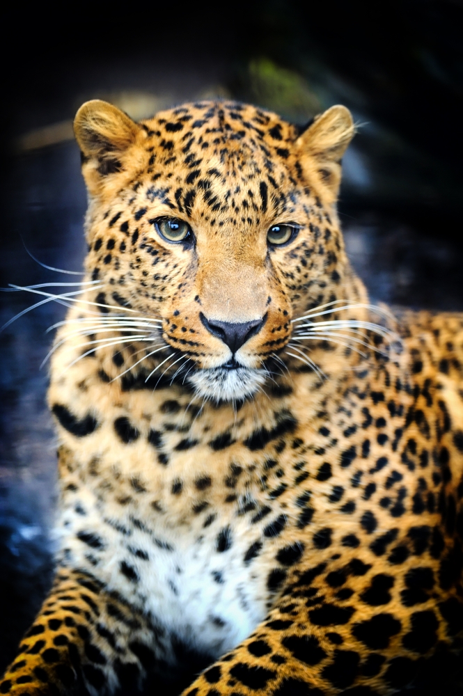 Взгляд леопарда