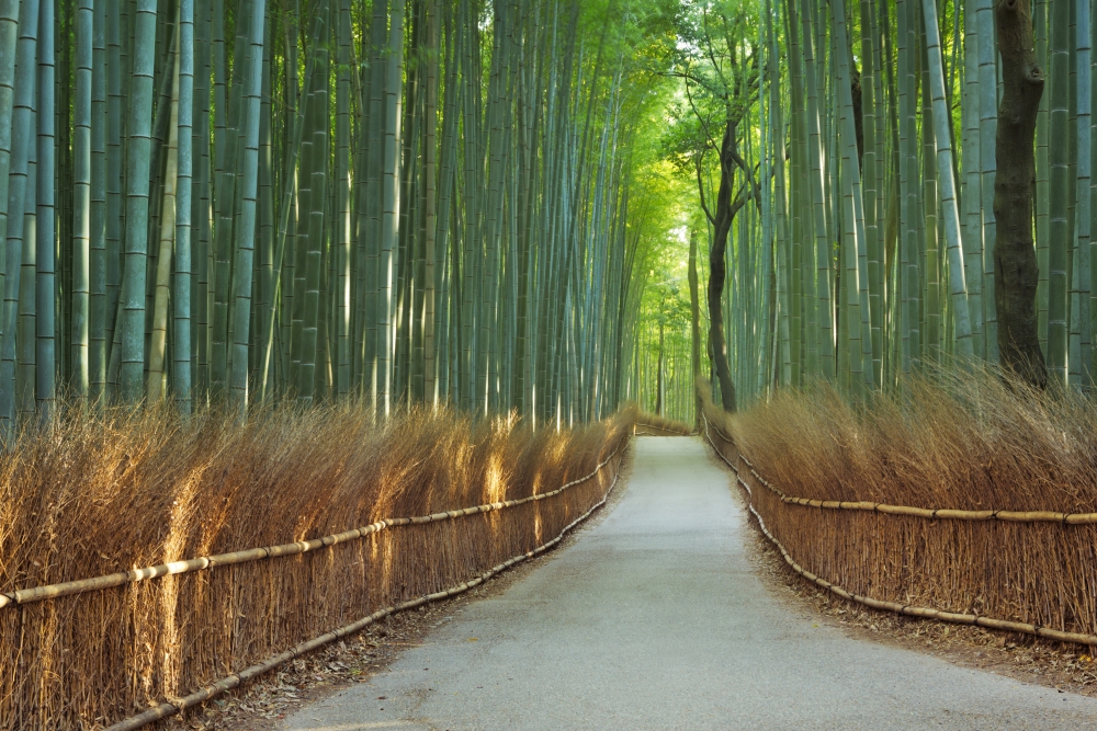 Дорога среди бамбука