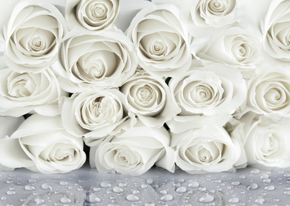 Белые розы с каплями росы