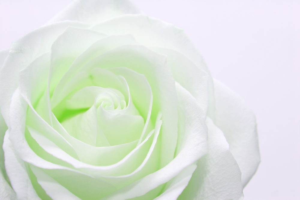 Светящаяся белая роза