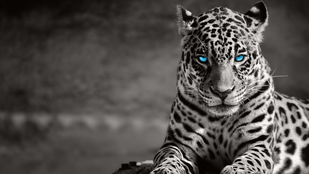 Леопард в ожидании