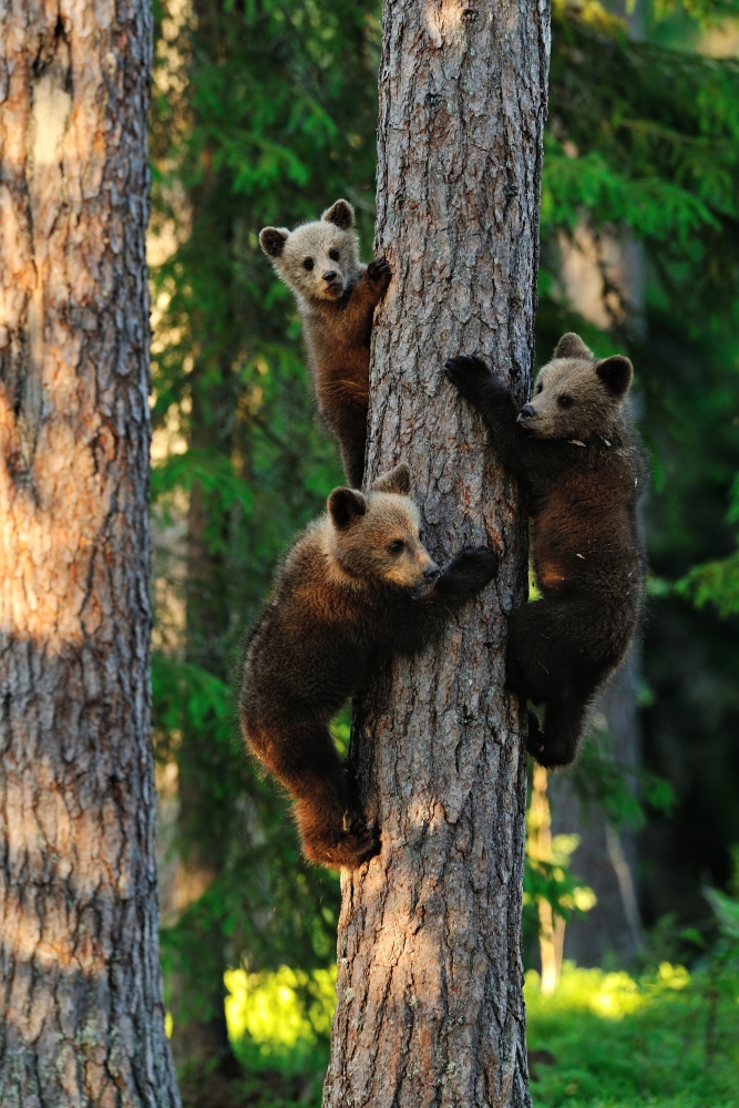 Медвежата на дереве