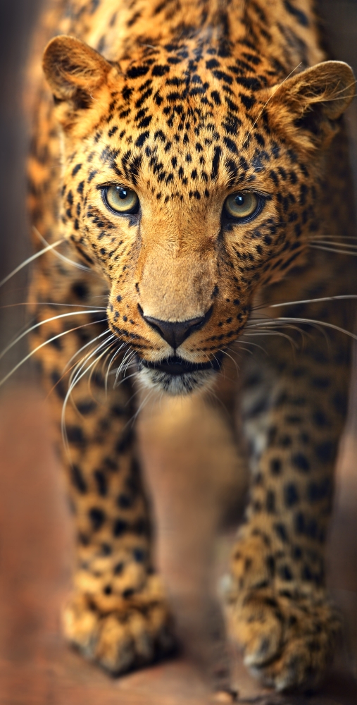 Желтый леопард