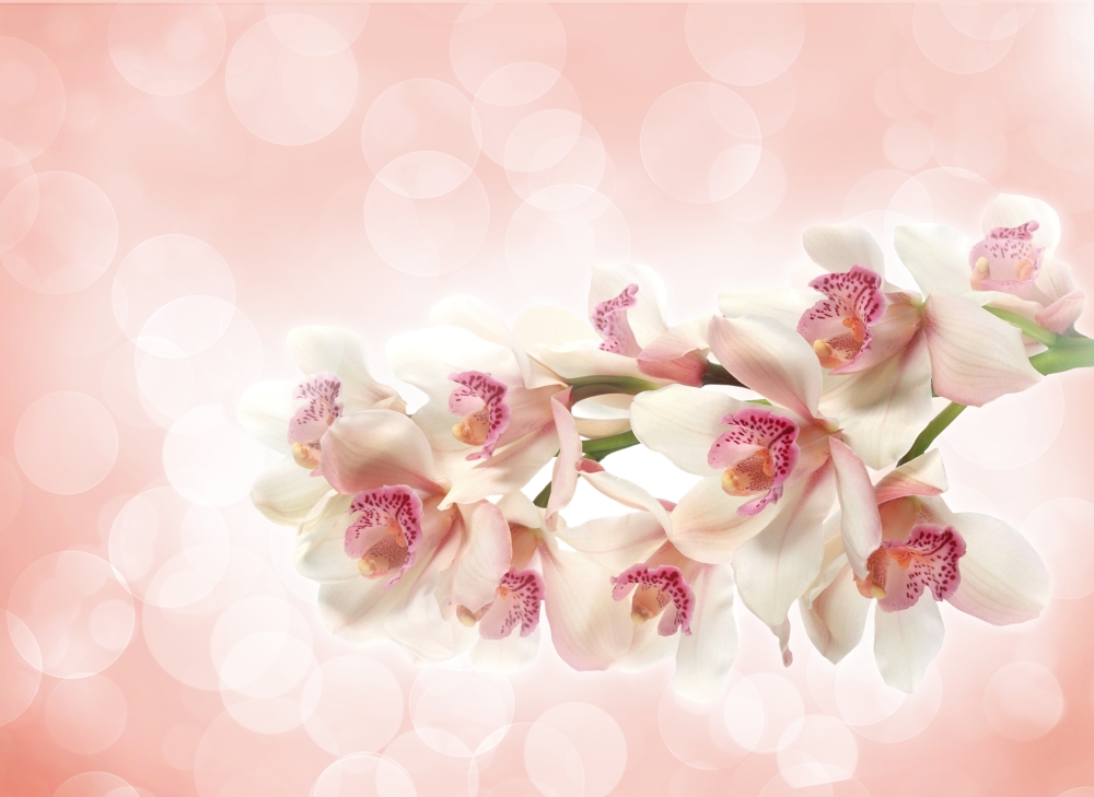 Белая орхидея в отблесках света