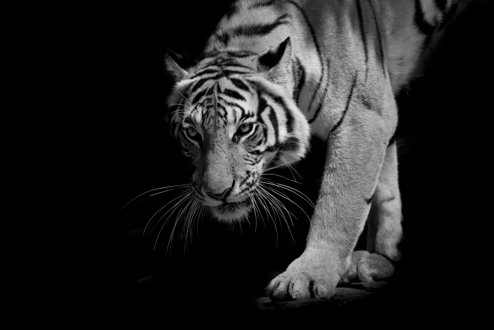 Тигр в ночи