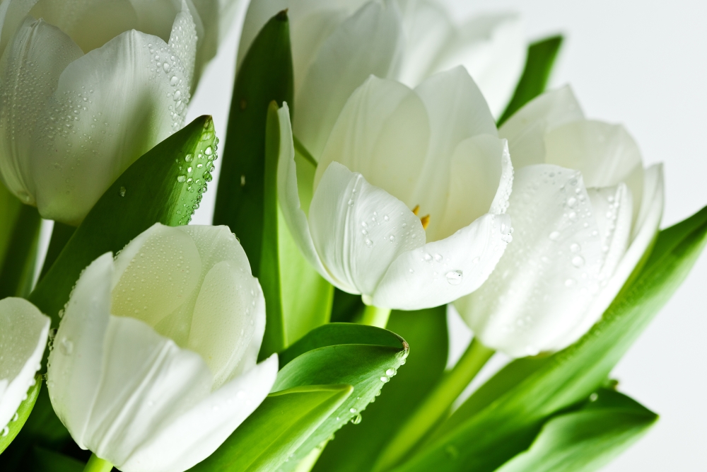 Белые тюльпаны в росе