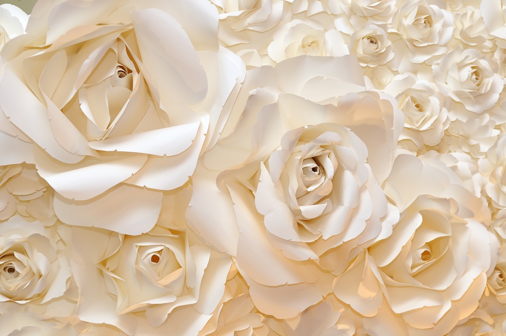 Стена из белых роз