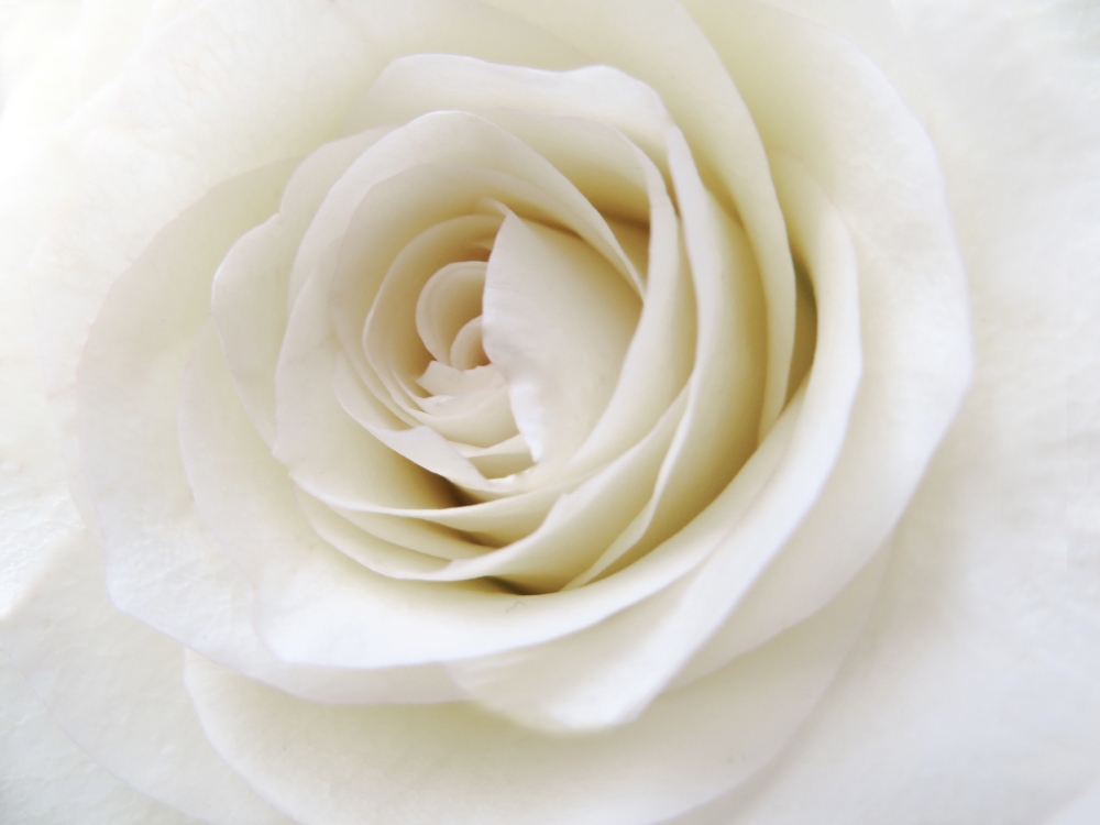 Фотообои на стену Бутон белой розы - Розы