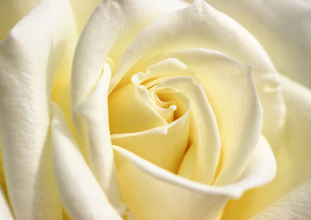 Изображение Бутон белой розы Белые цветы