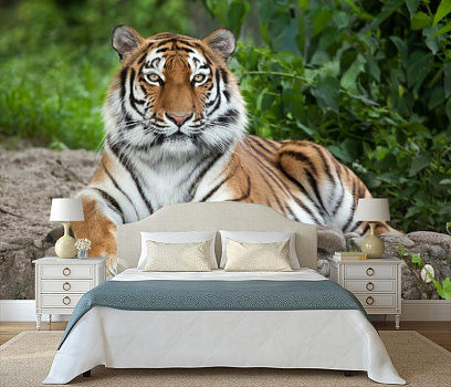 Тигр красавец в интерьере спальни