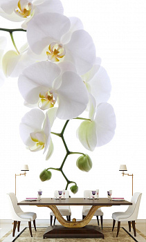 Ветка орхидеи в интерьере кухни с большим столом
