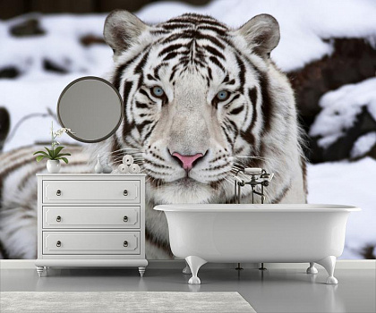 Белый тигр на снегу в интерьере ванной