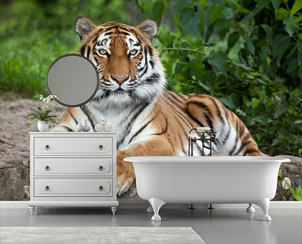 Тигр красавец в интерьере ванной