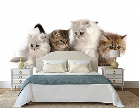 Милые котята в интерьере спальни