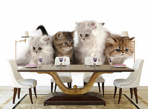 Милые котята в интерьере кухни с большим столом