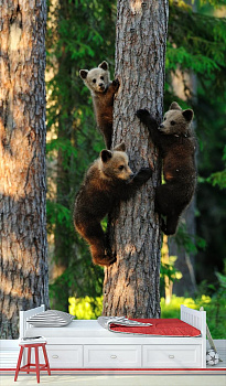 Медвежата на дереве в интерьере детской комнаты мальчика