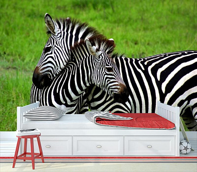 Зебра и зебренок в интерьере детской комнаты мальчика