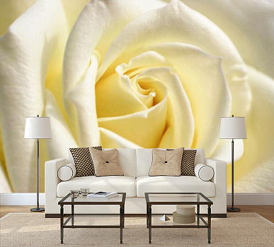 Бутон белой розы в интерьере гостиной с диваном