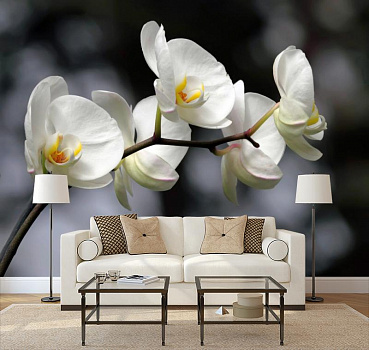 Нежная орхидея в интерьере гостиной с диваном
